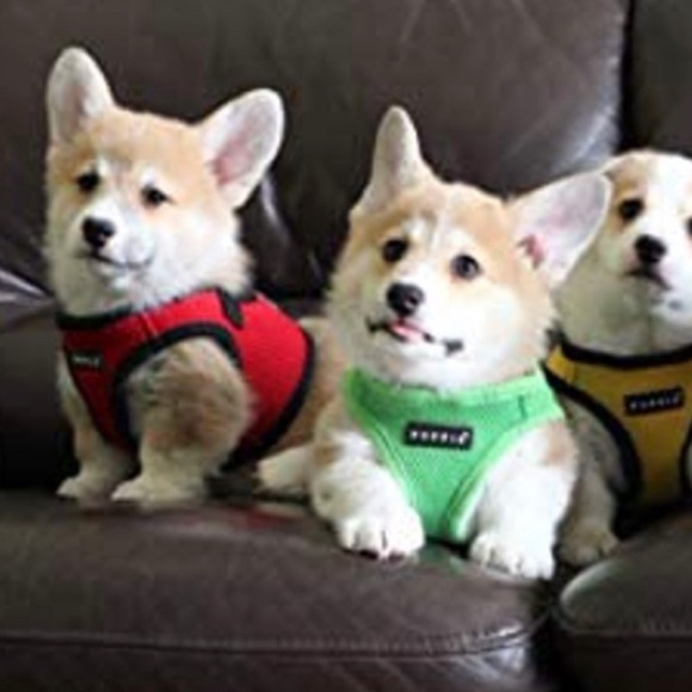 BNWT PUPPIA SPORTS RED & BLACK SOFT HARNESS B FOR DOGS SIZE SMALL